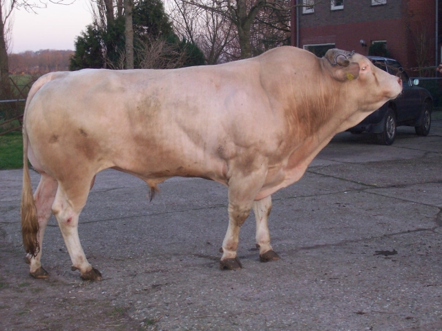 Selectie stieren voor najaarsveiling afgerond