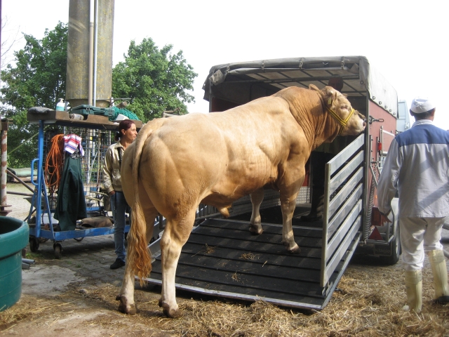 Geveilde BAC-stieren naar hun bestemming in Duitsland
