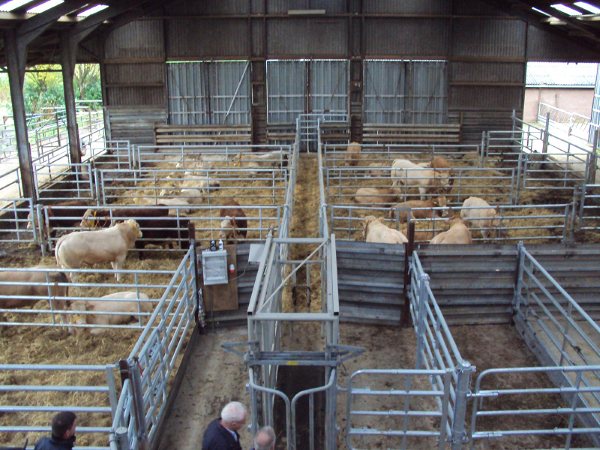 Aanmelden stiertjes voor centrale opfok in Toldijk