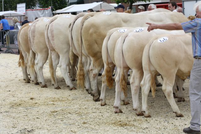 Veel sfeer en kwaliteit op de keuring in Enter