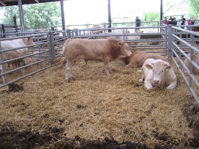 Zaterdag 1 oktober BAC-veiling in Toldijk