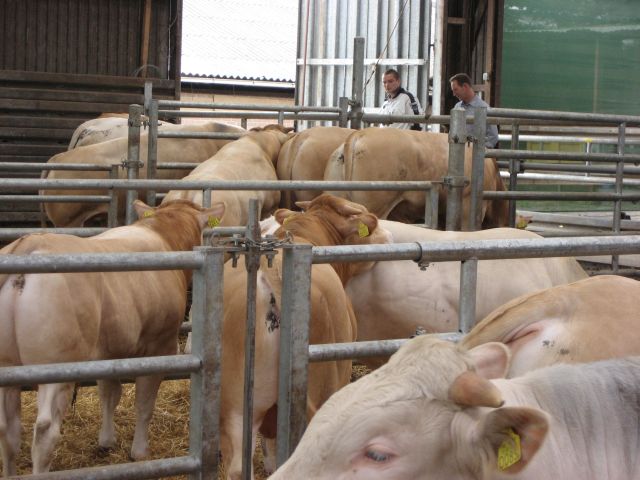 Zeer goede groeicijfers van de stieren op het opfokstation