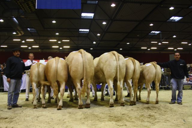 Goede kwaliteit Blonde d’Aquitaines tijdens Nationale Vleesvee Manifestatie