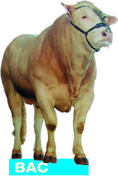 Opgave voor centrale opfok Toldijk