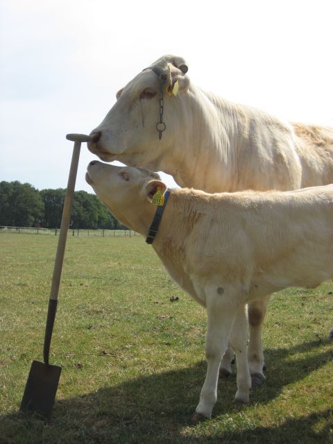 Namen van de kalveren