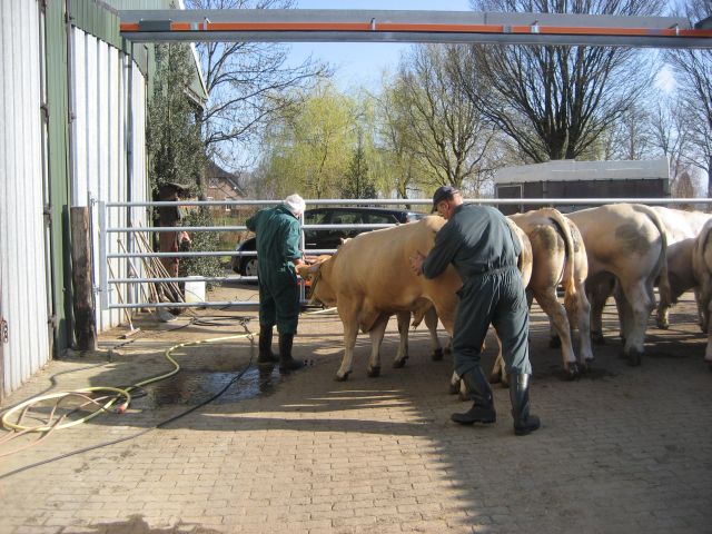 Grote wasbeurt voor de stieren op het COT