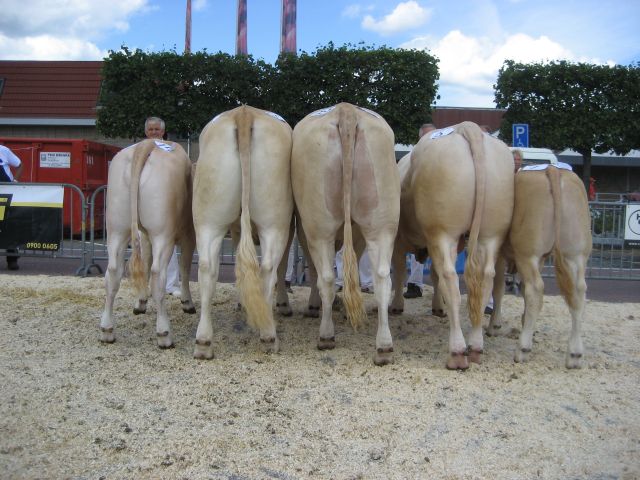 Veel kwaliteit bij Blonde d’Aquitaines op keuring in Enter