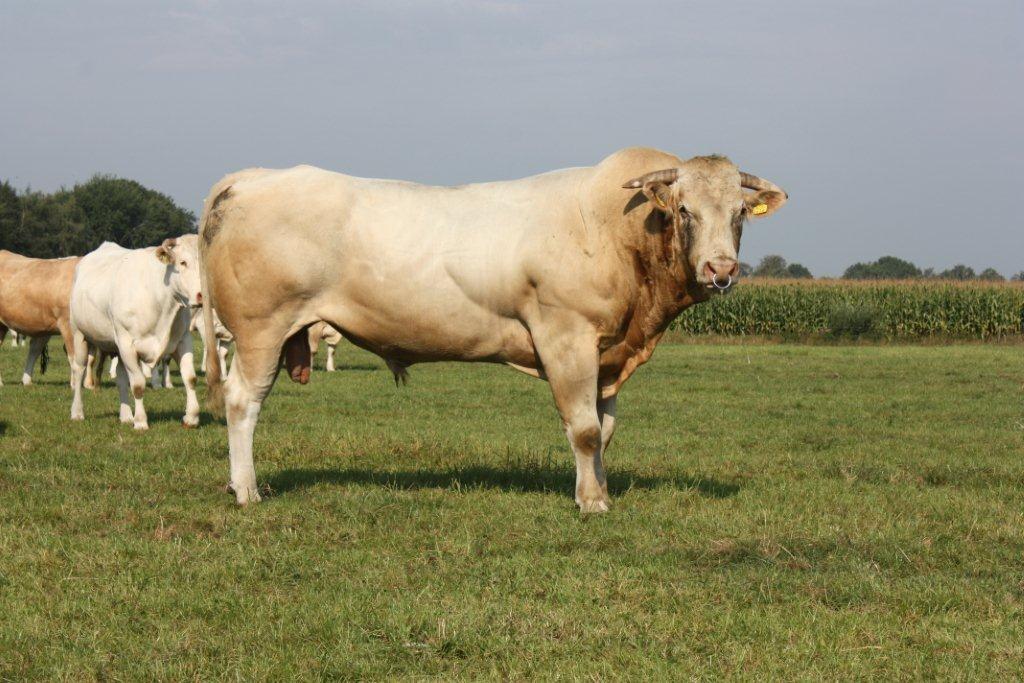 Groeicijfers van de BAC-stieren bekend