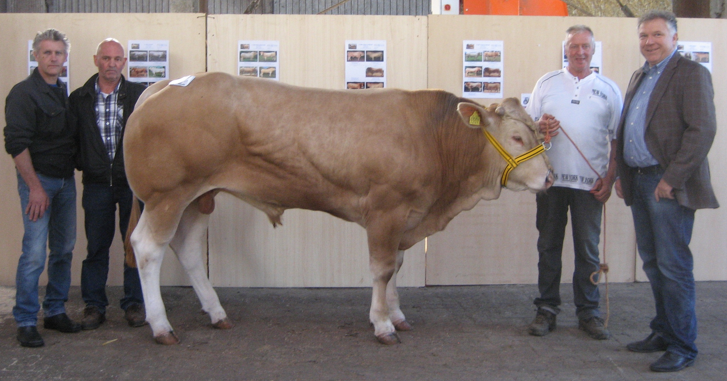 Stierenprijzen in lijn met vorig jaar.