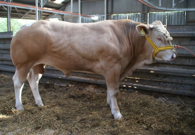 KI interesse voor BAC-stieren