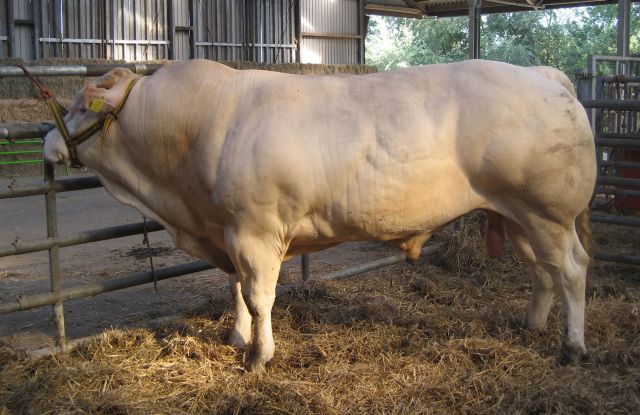 BAC-stier naar nieuwe stal in Duitsland