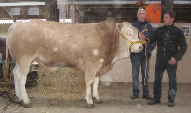 Record gemiddelde op vijfde COT-veiling van BAC-stieren