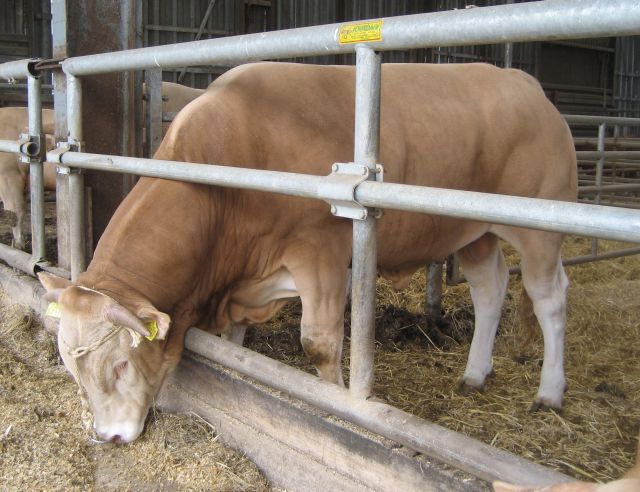 BAC Gabion naar Denemarken