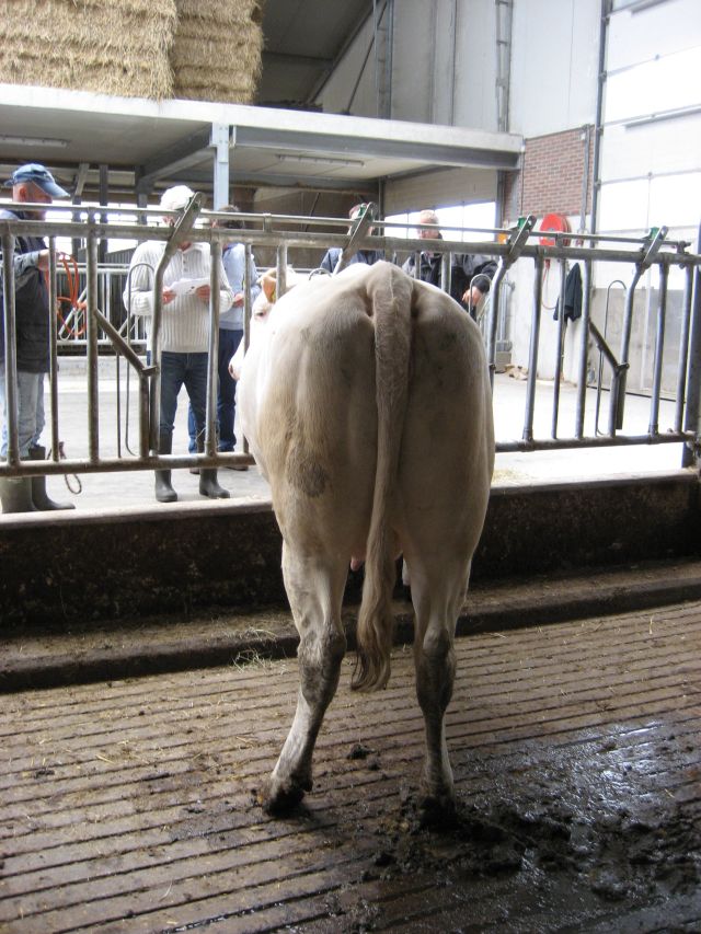 Cursus afgesloten bij Ko-Kalf