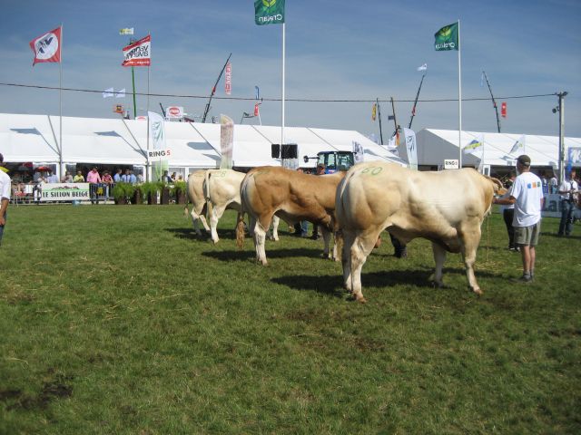 Fokstal Carl Mintjens zeer succesvol