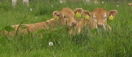 Namen van de kalveren 2014