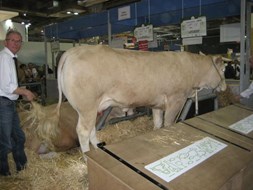Grive in de stand