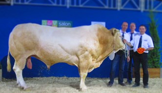Fabuleux gefokt door Ton Hartman en Peter Thissen