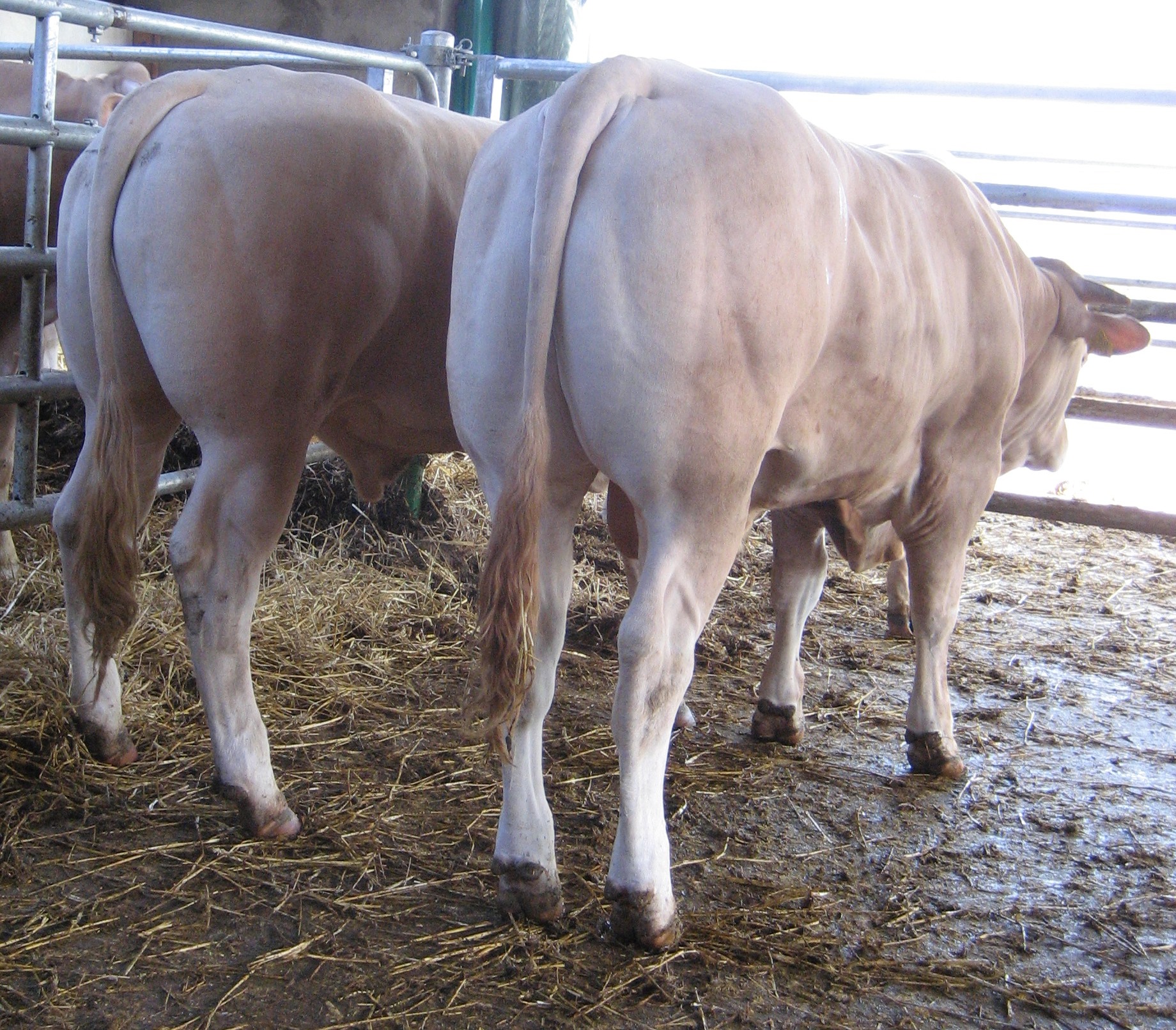Foto’s van de stieren op het COT 