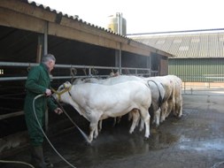 eerst de Piemontese