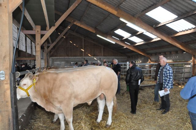 Stieren aangeleverd op opfokstation