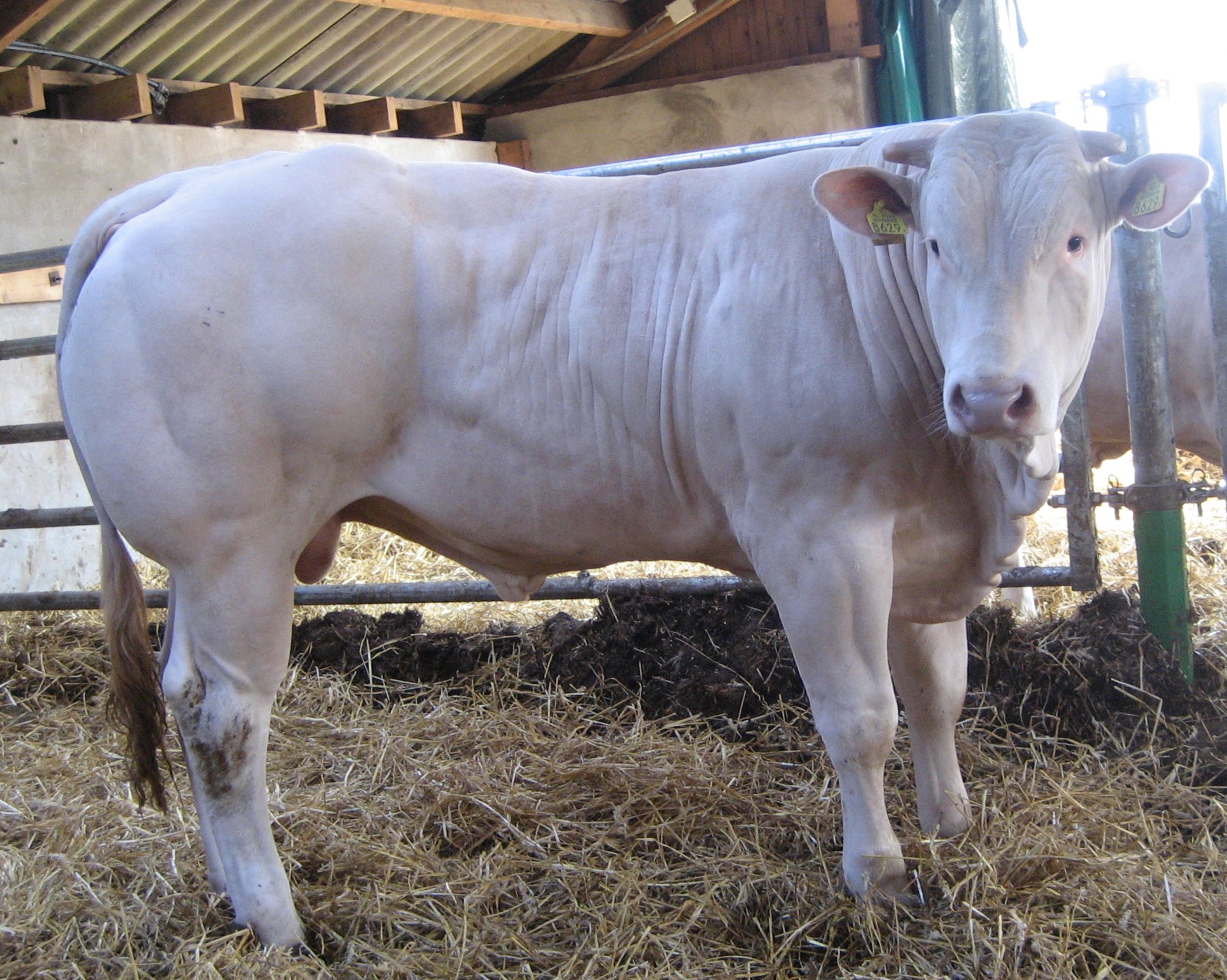 BAC Hexel du Moulin naar buitenlandse eigenaar