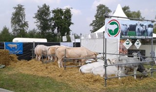 Blond en Piemontees op de beurs