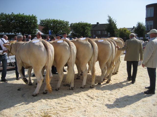 Goede kwaliteit bij de Blonde d’Aquitaines in een zonnig Enter