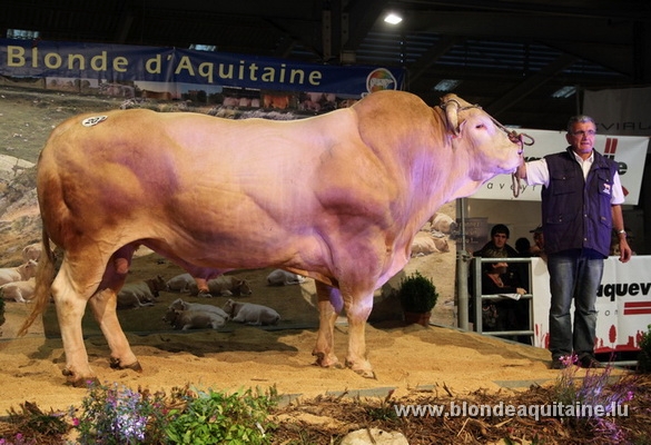 Wereldrecord voor Blonde d’Aquitaine stier