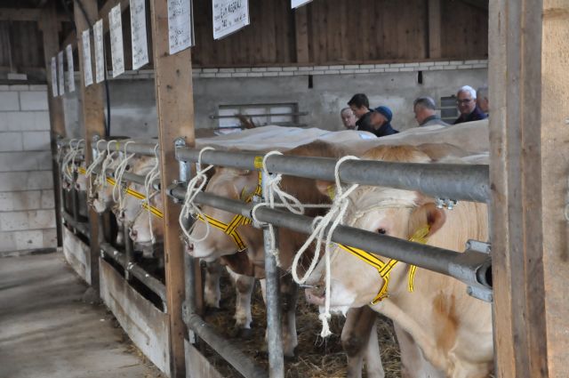 Stierenveiling in beeld