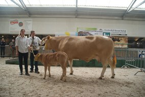 Aurora v.Orion van Ed en Marjan Neerincx kampioen zogende koeien