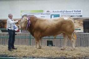 Bakersfield Geerte v.Ronald van Wim en Marry Bakker res. kampioen