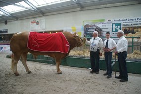 Gericault v.Theodule van VOF Dekkers beste slachteigenschappen mnl.