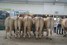 groep van de Woeste Hoeve 3e plaats
