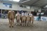 groep Harrie Dekkers VOF