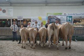 groep van de familie Kip