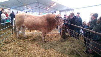 Koefeest in Oene met Gap