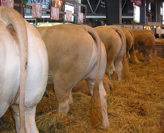 Opgave bedrijfsinspectie komende stalperiode