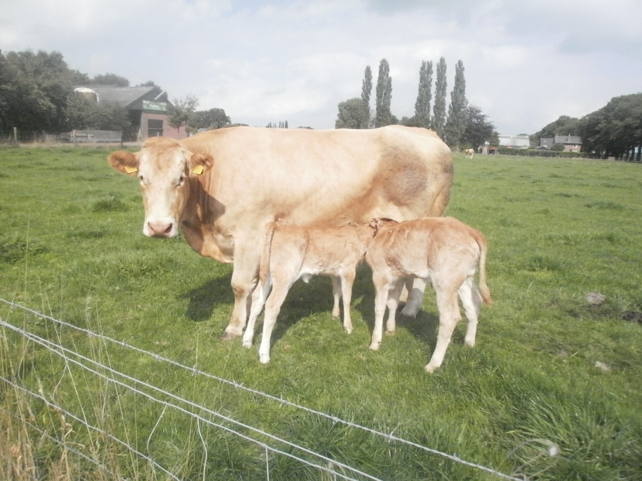 Bedrijfsverslag familie Tielbeke uit Olst 