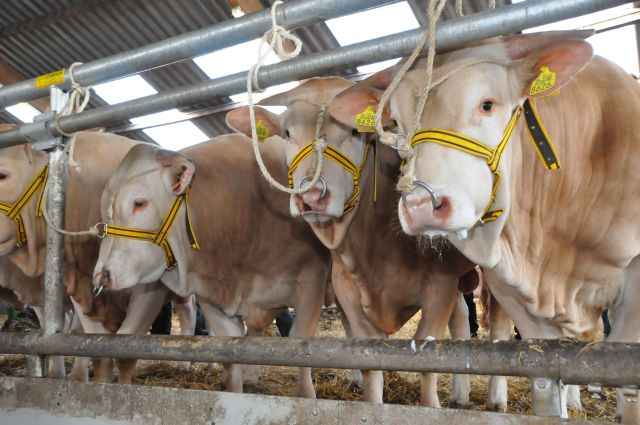 Uitgebreide cijfers van BAC-stieren veiling 28 maart