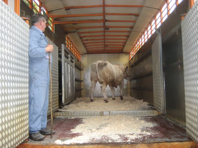 Gunstige export aanpassingen veiling op het COT