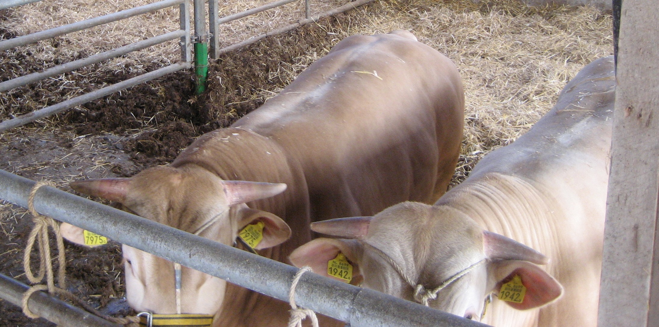 Klaarmaken voor de show op de catwalk