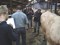 cursus 5