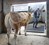 BAC Julius Malo op transport