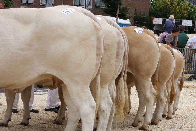 Veebeoordelingswedstrijd