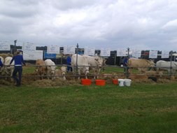beurs 3