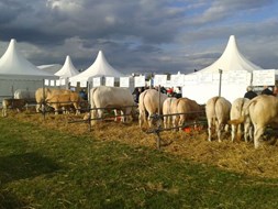 beurs 5