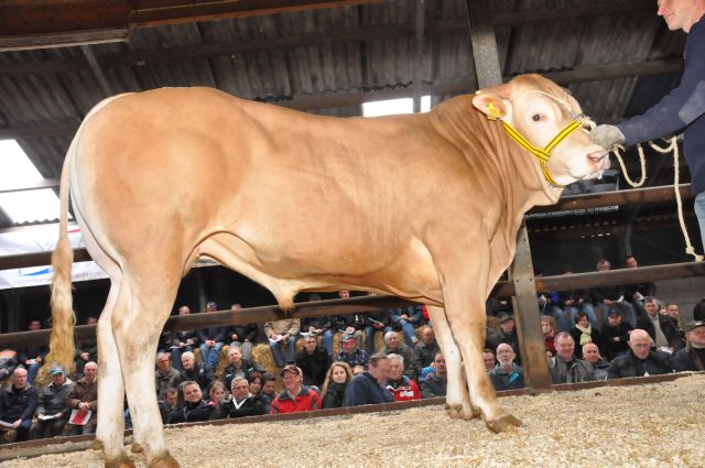 Aanmelden stiertjes voor centrale opfok