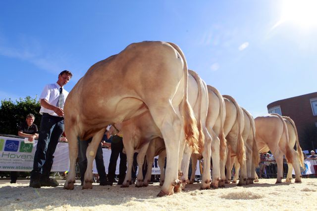 Catalogus keuring Enter