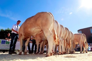blondjes enter benen - kopie